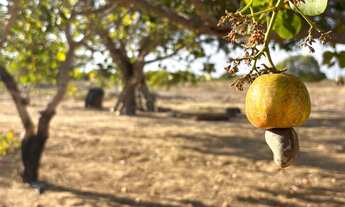 Imagem 4: Sítio em Lagoa Nova