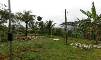 Imagem 7: Roça de cacau 25 hectares