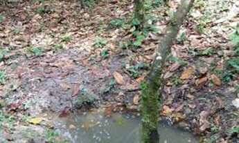 Imagem 3: Roça de cacau 25 hectares