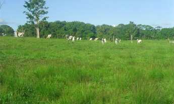 Imagem: Fazenda 650 hectares fica a 80 km de Castanhal