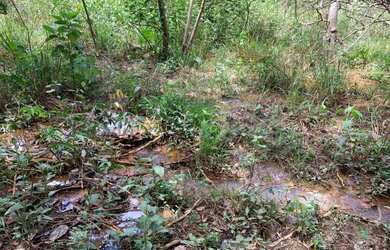 Imagem 7: Chácaras de 20.000m² com nascente, Jaboticatubas(Temos varias opções)