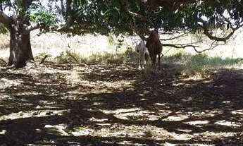 Imagem 6: Lote / Terreno à venda em Jequitibá