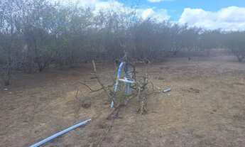 Imagem 7: FAZENDA IPIRA 109 TAREFAS OPORTUNIDADE 280