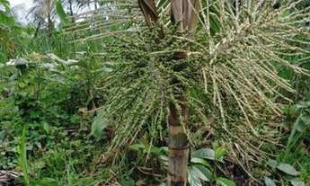 Imagem 4: SÍTIO BR-230 SENT. LABREA CANUTAMA-AM