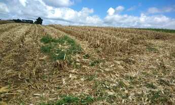 Imagem 5: Chácara à venda, 160 alqueires, ou 387,2 hectares ou 3.872.000m², plantando 60%, soja, euc