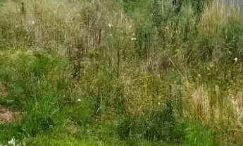 Imagem 2: CAXIAS DO SUL - Terreno Padrão - MONTE BÉRICO