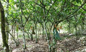 Imagem: Roça de cacau 25 hectares
