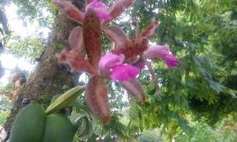 Imagem 3: Lote/Terreno para aluguel e venda com 1200 metros quadrados em Cascata - Porto Alegre - RS