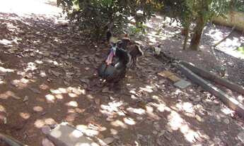 Imagem 3: Lote ideal para construção de prédio na glória