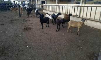 Imagem 6: Fazenda/Sítio/Chácara para venda possui 1361250 metros quadrados em Centro - Salgado - SE