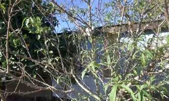 Imagem 6: 117715 CHACRINHA VÁRIAS FRUTÍFERAS, FIBRA ÓTICA, POÇO ARTESIANO, DUAS CASAS