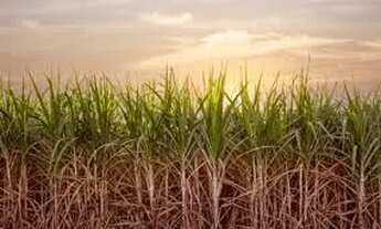 Imagem 2: 65 toneladas Ano 80% cana Paulo de Faria