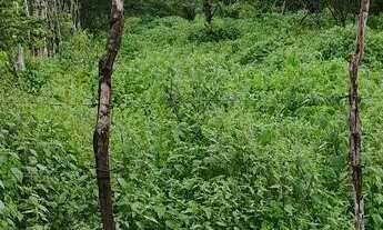 Imagem 6: Terreno de 6,5 Tarefas