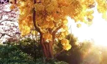 Imagem 5: Terreno à venda, 616 m² por R$ 1.920.000 - Jardins Itália - Goiânia/GO