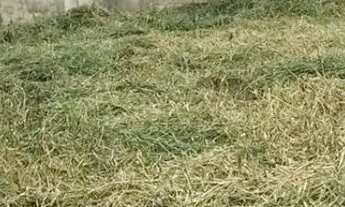 Imagem 4: VENDA TERRENO COM ESCRITURA EM REGIÃO NOBRE DOS INGLESES