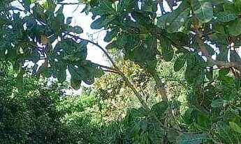 Imagem 7: Chácara com 3 quartos à venda, 48400 m² por R$ 1.370 - Vila Sao Jose - Jaraguá/GO