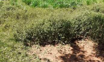 Imagem 6: Fazenda/Sítio/Chácara para venda com 1597200 metros quadrados com 3 quartos