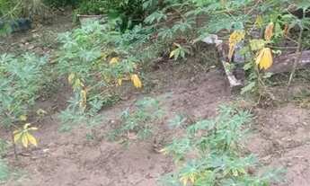 Imagem 6: CASA COM TERRENO GRANDE