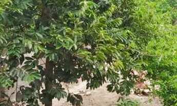 Imagem 6: Vendo casa no Centro de União dos Palmares