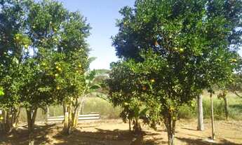 Imagem 4: Chacará em Brazlandia - 5 mil metros