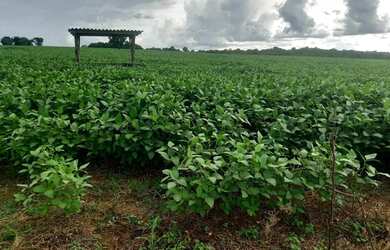 Imagem 3: Fazenda 86.6 alq em Caiapônia Goiás. 16.920.000