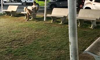 Imagem 6: Vendo ap palace de France