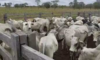 Imagem 3: Fazenda à Venda Porteira Fechada Januária/MG