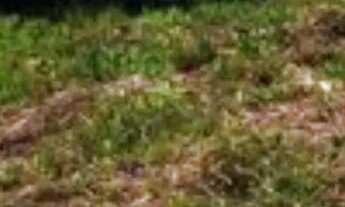 Imagem 6: Lotes em Lapa/PR de 300m² (Boqueirão