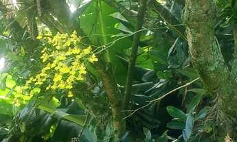 Imagem 6: Lote/Terreno para aluguel e venda com 1200 metros quadrados em Cascata - Porto Alegre - RS