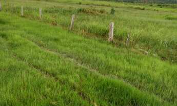 Imagem 2: FAZENDA DE 42 ALQUEIRES 20 KM DE COLNIZA MATO GROSSO