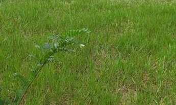 Imagem 3: Terreno Terreno / lote com venda por R$90.000