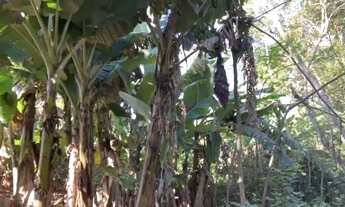 Imagem 3: 117715 CHACRINHA VÁRIAS FRUTÍFERAS, FIBRA ÓTICA, POÇO ARTESIANO, DUAS CASAS