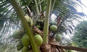 Imagem 6: Sítio com igarapé negócia