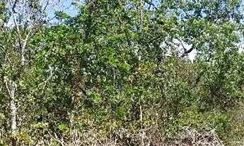 Imagem 5: Terreno na região de Taquaraçu de minas