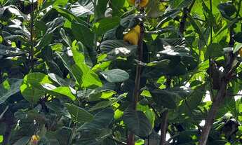 Imagem 5: Chácara a venda