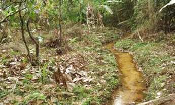 Imagem 4: Roça de cacau 25 hectares