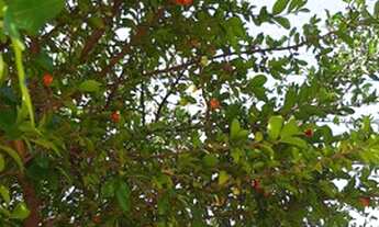 Imagem 7: Imperdivel Maravilhoso sobrado 3 dorms 4 vagas nobre SBC