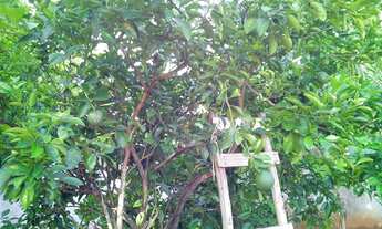 Imagem 6: Mini Chácara para venda possui 120 metros quadrados com 2 quartos