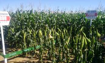 Imagem 7: Fazenda/Sítio/Chácara para venda com 33 metros quadrados com 10 quartos