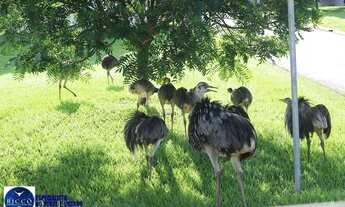 Imagem 7: Casa de Alto Padrão à Venda no Condomínio do Lago Goiânia (GO
