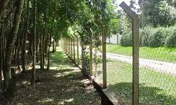 Imagem 7: Chácara em Olhos dÁgua Campina Grande do Sul