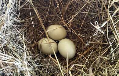 Imagem 5: Sítio oportunidade, 11 alqueire