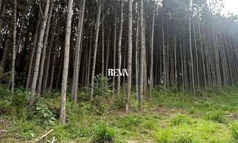 Imagem 5: Terreno para chácara com Pinus de 19 anos