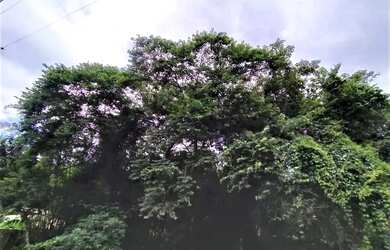 Imagem 6: Casa com 4 dormitórios à venda, 185 m² por R$ 1.395.000,00 - Parque Residencial Itaguaçu