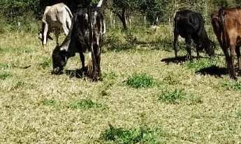 Imagem 4: Faz. Barata dentro do DF