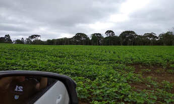 Imagem 5: Abre mais oito alqueires