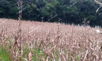 Imagem 3: Excelente Chácara Sem Benfeitorias