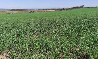 Imagem 2: Fazenda DF 260 !!! 29.700.000 !!!