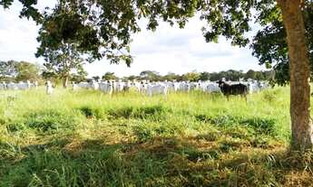 Imagem: Fazenda para venda tem 51 Alqueires em Zona
