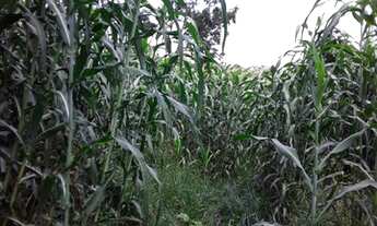 Imagem 7: Vendo sítio de 4 alqueirões próximo a Uberlândia